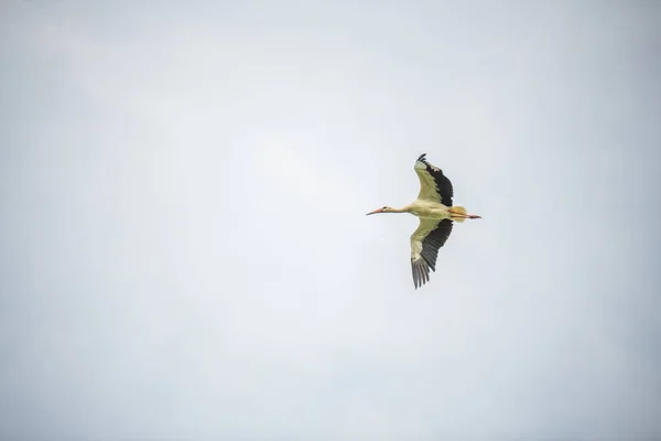 a stork flies past the sky  without blue sky