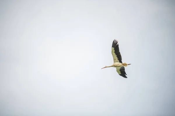 Uma cegonha voa pelo céu sem céu azul — Fotografia de Stock