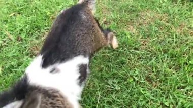 Genç keçiler çayırda ötüyanda.