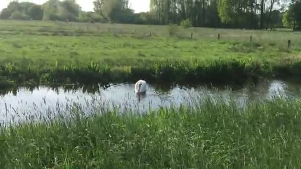 Swan Zwemmen Een Rivier — Stockvideo