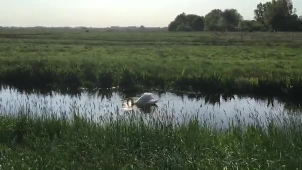 Swan Κολυμπώντας Ένα Ποτάμι — Αρχείο Βίντεο