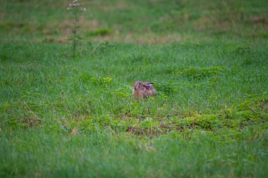 yeşil arka plan ile bir alanda bir tavşan