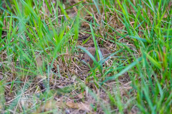 Un ratón mirando desde un ratonero entre hierbas —  Fotos de Stock