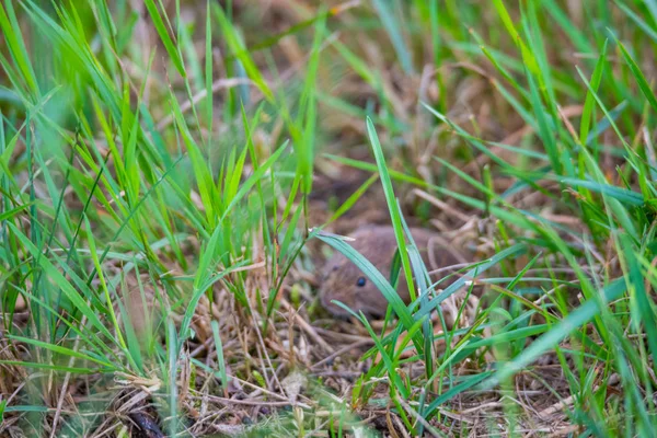 En mus tittar ut från en Mousehole mellan gräs — Stockfoto