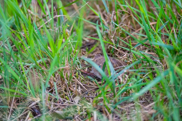 Een muis die uitkijkt op een muismat tussen grassen — Stockfoto