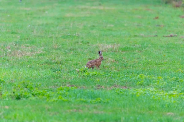 녹색 배경필드에 있는 토끼 — 스톡 사진