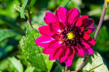 yeşil arka plan ile birçok parlak çiçekler kafaları