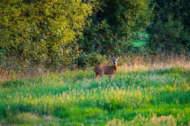 akşamları tarlalarda geyik görebilirsiniz