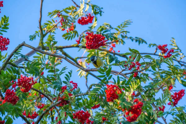 Mavi arka planlı bir ağaçta parlayan meyveler — Stok fotoğraf
