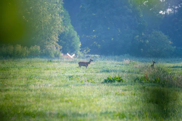 In de ochtend u herten zien in de velden — Stockfoto