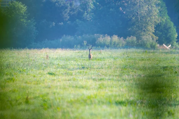 in the morning you  can see deer in the fields