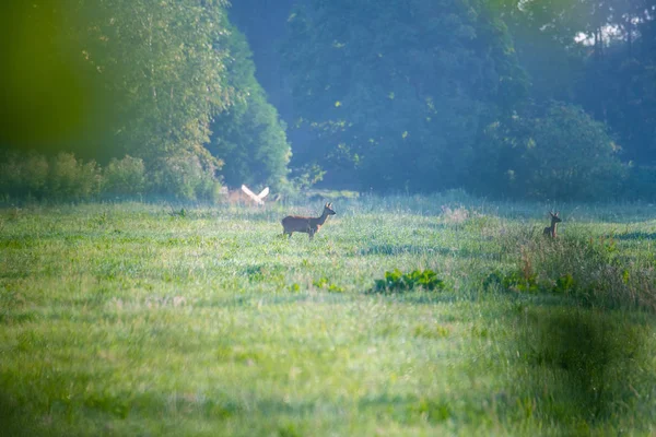 In de ochtend u herten zien in de velden — Stockfoto