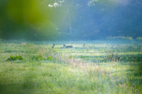 I morgen kan du se rådyr på åkeren. – stockfoto