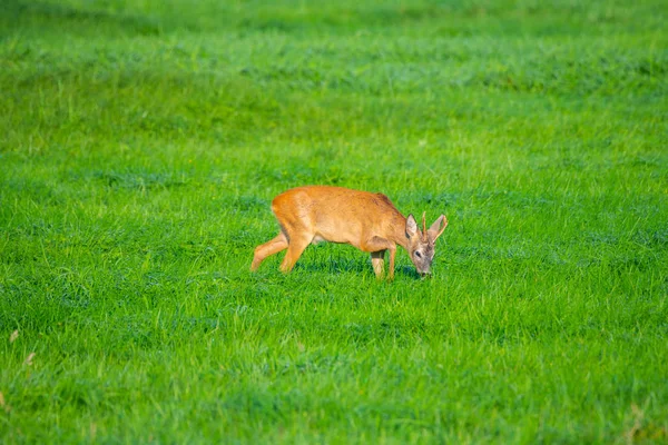 in the morning you  can see deer in the fields