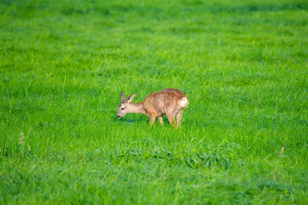 sabah tarlalarda geyik görebilirsiniz