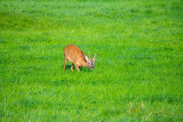 in the morning you  can see deer in the fields