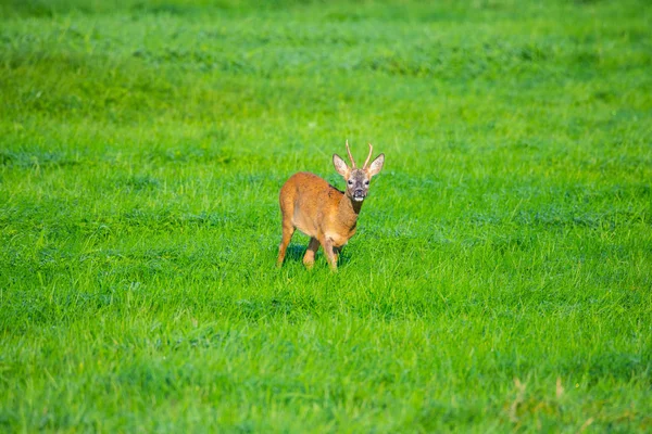 Sabah tarlalarda geyik görebilirsiniz — Stok fotoğraf