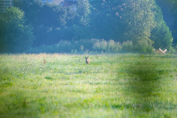 in the morning you  can see deer in the fields