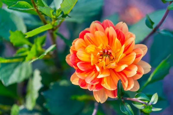 Muitas flores brilhantes cabeças com fundo verde — Fotografia de Stock