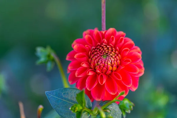 many bright flowers heads  with green background