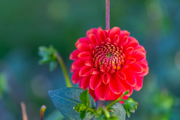 many bright flowers heads  with green background