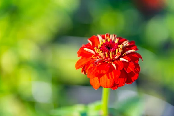 Muitas flores brilhantes cabeças com fundo verde — Fotografia de Stock