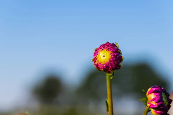青い背景を持つ多くの明るい花の頭 — ストック写真