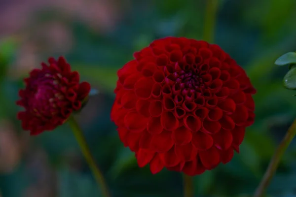 many bright flowers heads  with green background