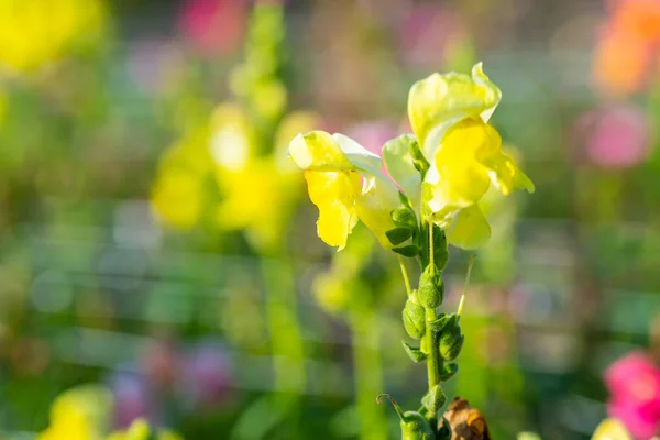 many bright flowers heads  with green background