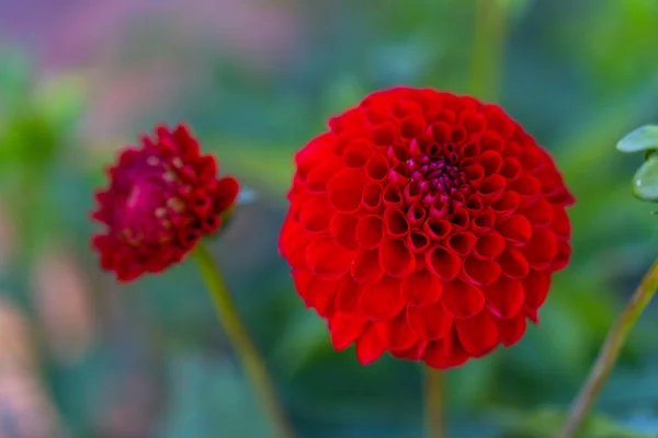 Muitas flores brilhantes cabeças com fundo verde — Fotografia de Stock