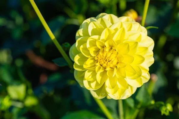 Muitas flores brilhantes cabeças com fundo verde — Fotografia de Stock