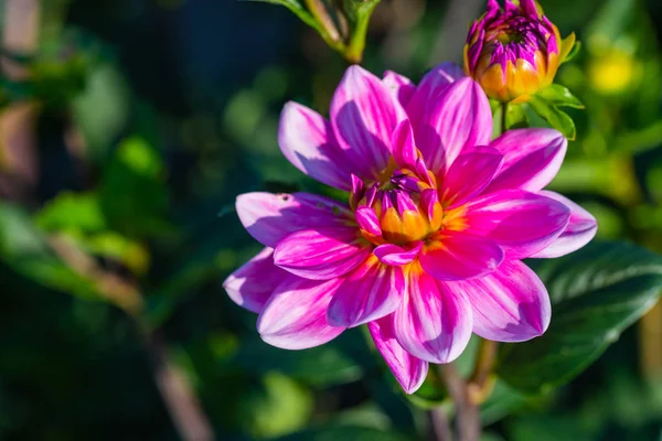 Muitas flores brilhantes cabeças com fundo verde — Fotografia de Stock