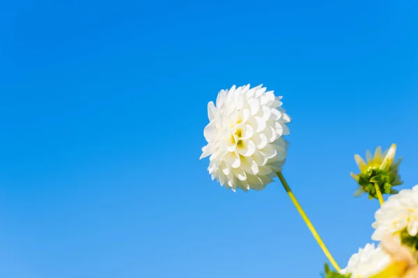 many bright flowers heads with blue  background