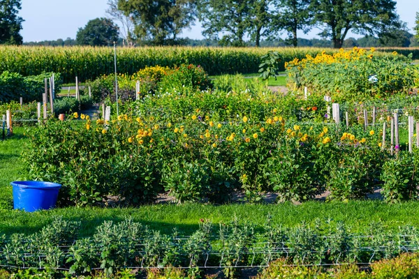 Ayçiçekleri yeşil arka plan ile odak vardır