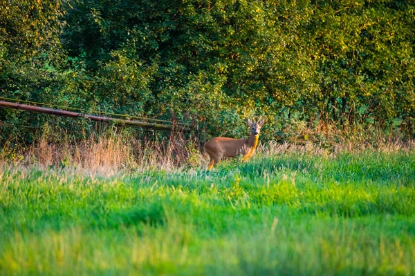 Dans la soirée, vous pouvez voir des cerfs dans les champs — Photo