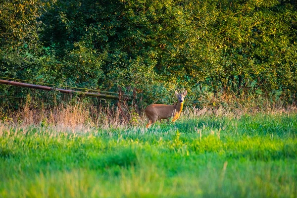 Dans la soirée, vous pouvez voir des cerfs dans les champs — Photo