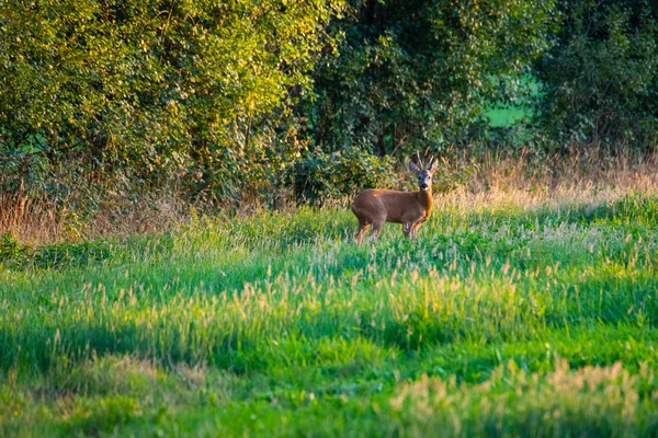 In de avond u herten zien in de velden — Stockfoto