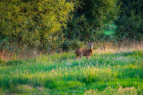 Om aftenen kan du se hjort på marken – stockfoto