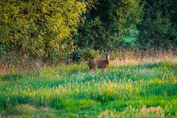 Om aftenen kan du se hjort på marken – stockfoto