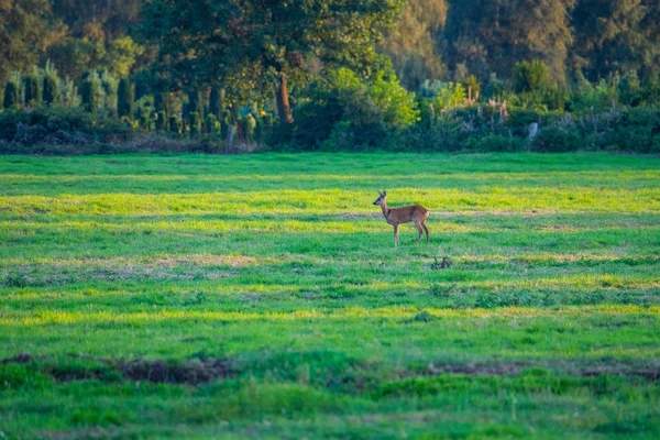 akşamları tarlalarda geyik görebilirsiniz