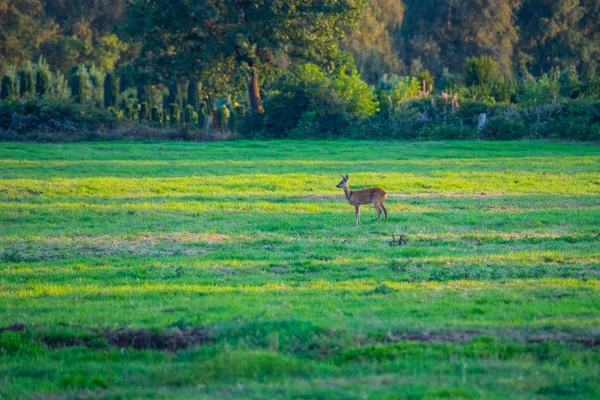 akşamları tarlalarda geyik görebilirsiniz