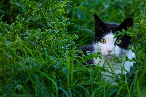 Czarno-biały kot jest skradanie się przez pole — Zdjęcie stockowe