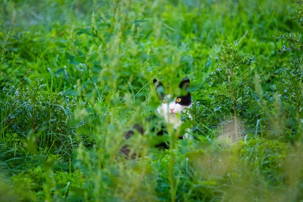 Um gato preto e branco está esgueirando-se através de um campo — Fotografia de Stock