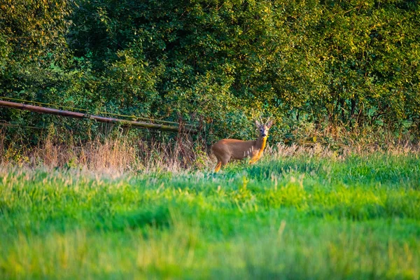 Por la noche se puede ver ciervos en los campos — Foto de Stock