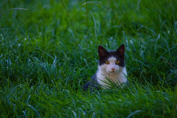 A black and white cat is sneaking  through a field — Stock Photo, Image