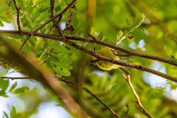 A tit is sitting in a tree  looking for food — 스톡 사진