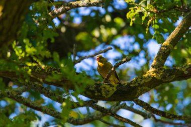 bir greenfinch bir ağaçta oturur ve yiyecek arar
