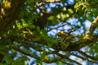 bir greenfinch bir ağaçta oturur ve yiyecek arar