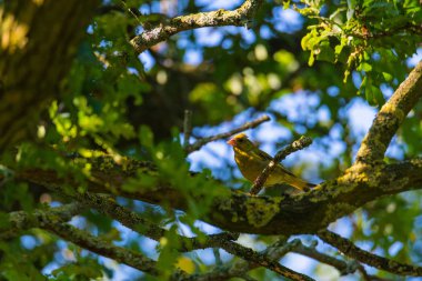 bir greenfinch bir ağaçta oturur ve yiyecek arar