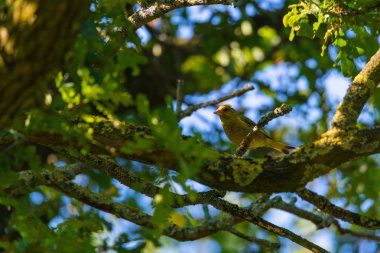bir greenfinch bir ağaçta oturur ve yiyecek arar